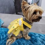 summer cute yorkie dress