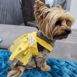 yorkies gram summer cute yorkie dress