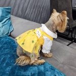 summer cute yorkie dress