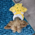 summer cute yorkie dress