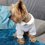 yorkie white shirt