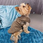 Who Is Your Boss Yorkie Coat