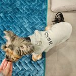 Who Is Your Boss Yorkie Coat