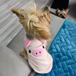 yorkies gram yorkie bunny vest
