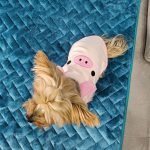 yorkie bunny vest