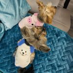 yorkie bunny vest