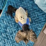 yorkie bunny vest