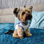 yorkie bunny vest