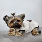 yorkie teddy warm coat
