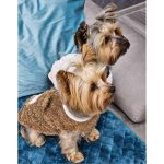 yorkie teddy warm coat