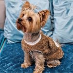 yorkie teddy warm coat