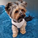 yorkie teddy warm coat