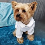 yorkie white shirt