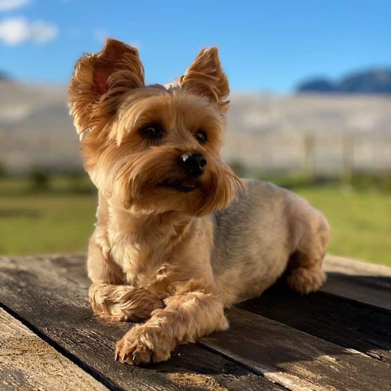 yorkie toys
