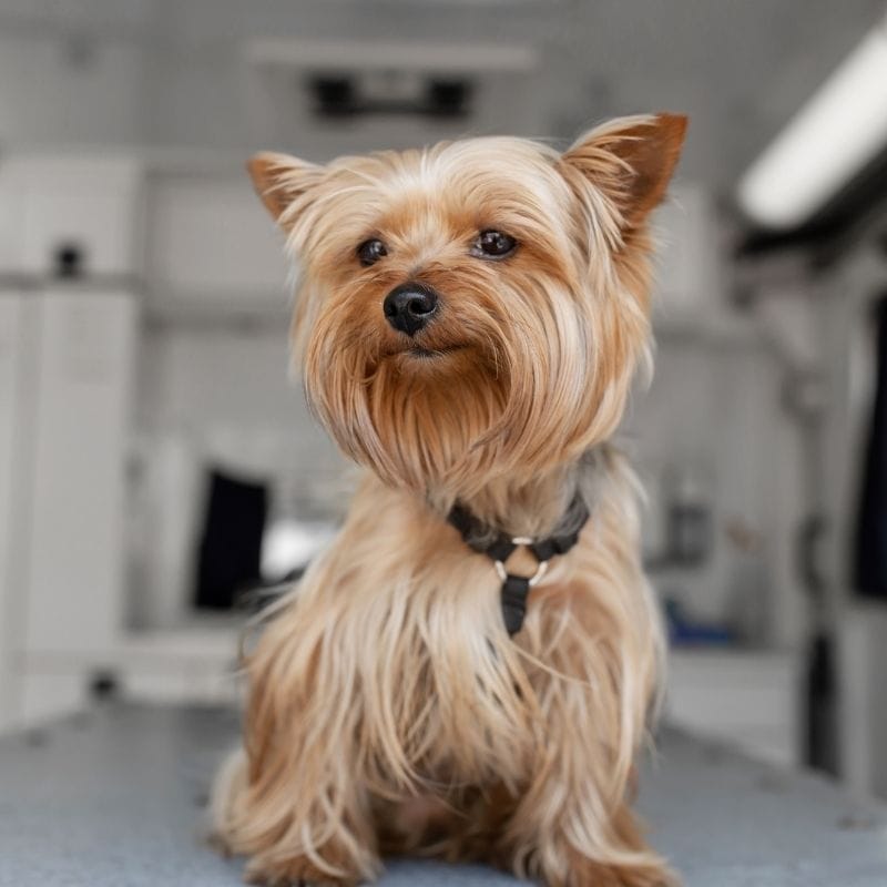 What Dogs Go Well With Yorkies
