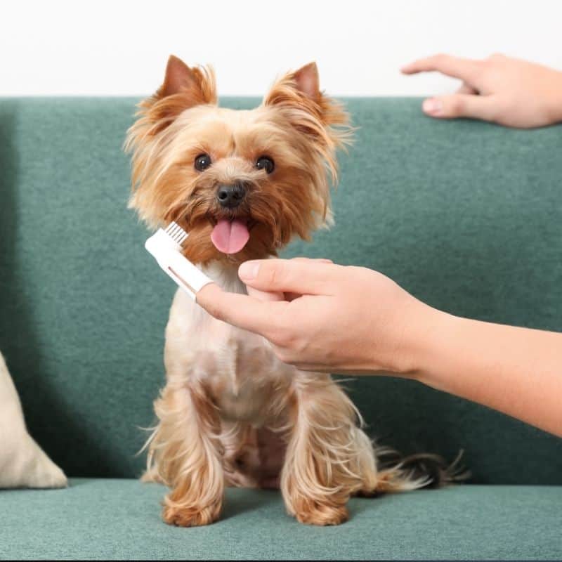 yorkie dental issues