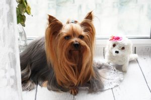 toys for yorkies