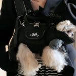 hands free shoulder yorkie carrier yorkies gram