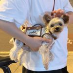 Hands-Free Shoulder Yorkie Carrier