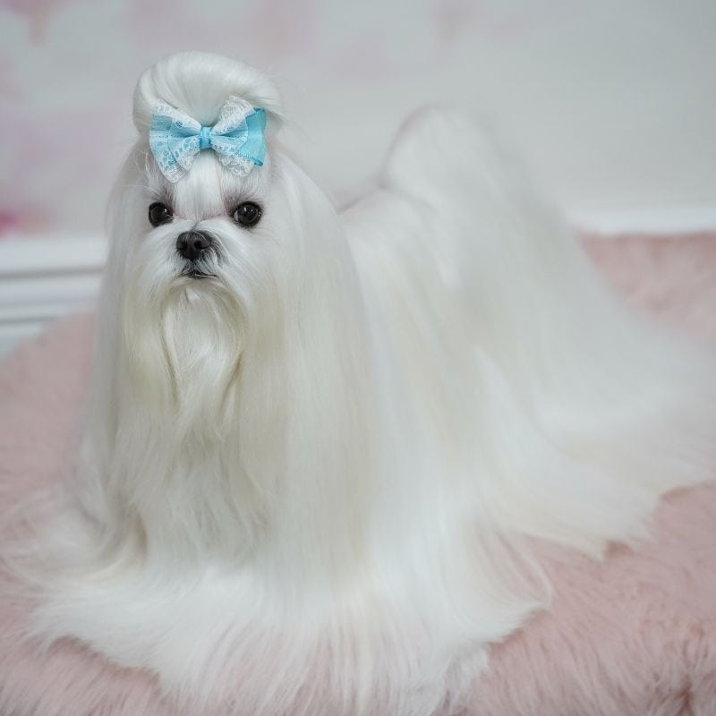 maltese haircut styles yorkies gram
