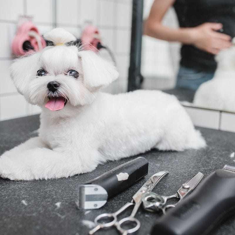 maltese haircut styles