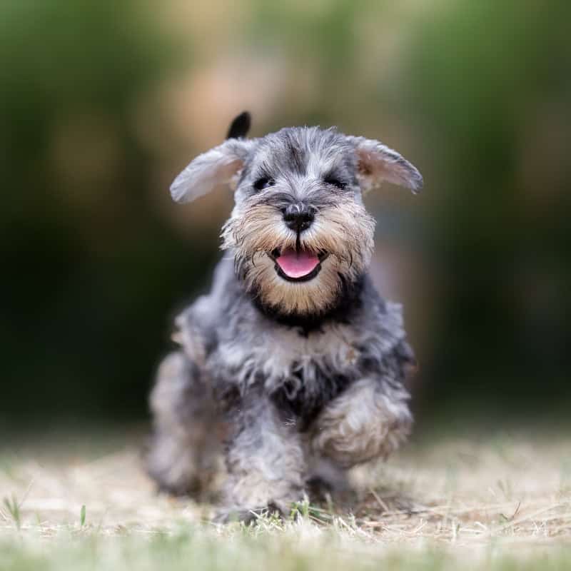 Small Dog Breeds That Don't Shed
yorkies gram