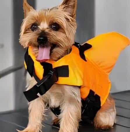 yorkie life jacket yorkies gram