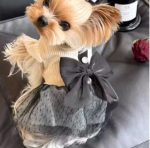 elegant yorkie dress