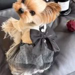 elegant yorkie dress