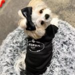 pawda yorkie vest