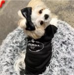 pawda yorkie vest