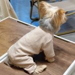 soft yorkie pajama