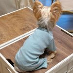 soft yorkie pajama