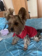 yorkie polo t-shirt 2