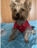 yorkie polo t-shirt 2