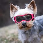yorkie goggles yorkies gram