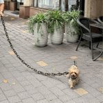 monster dog chain leash
