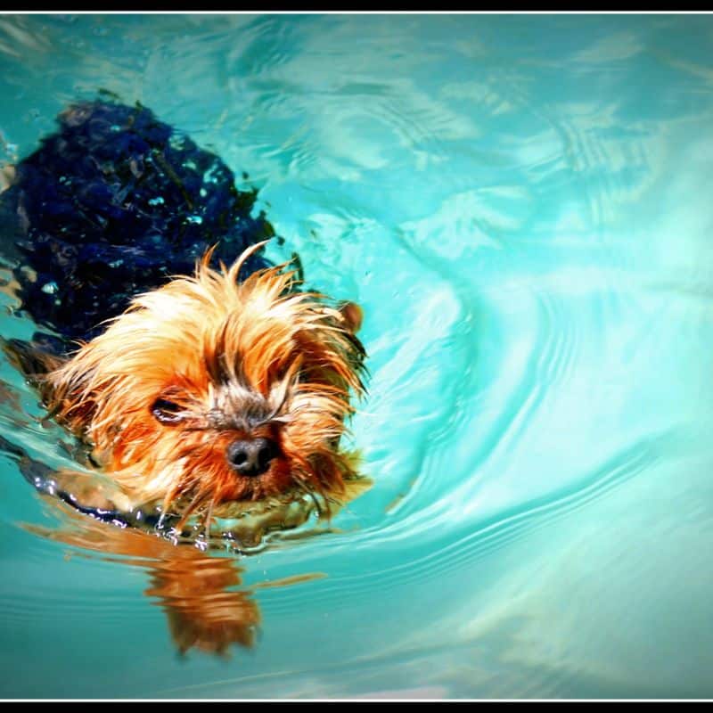 yorkie limping yorkies gram