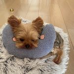 yorkies gram anxiety yorkie pillow