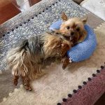 yorkies gram anxiety yorkie pillow