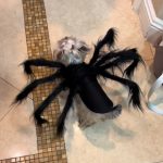 spider yorkie halloween costume