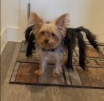 spider yorkie halloween costume