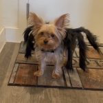 spider yorkie halloween costume