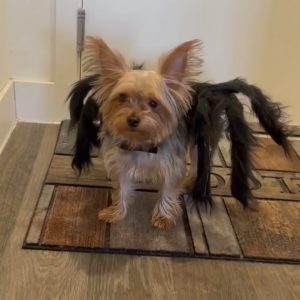 spider yorkie halloween costume