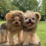lion yorkie costume