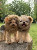 lion yorkie costume