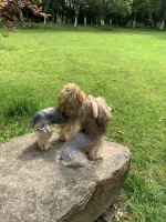 lion yorkie costume