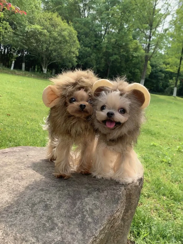 lion yorkie costume