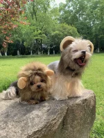 lion yorkie costume yorkie halloween costume