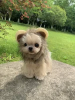 lion yorkie costume